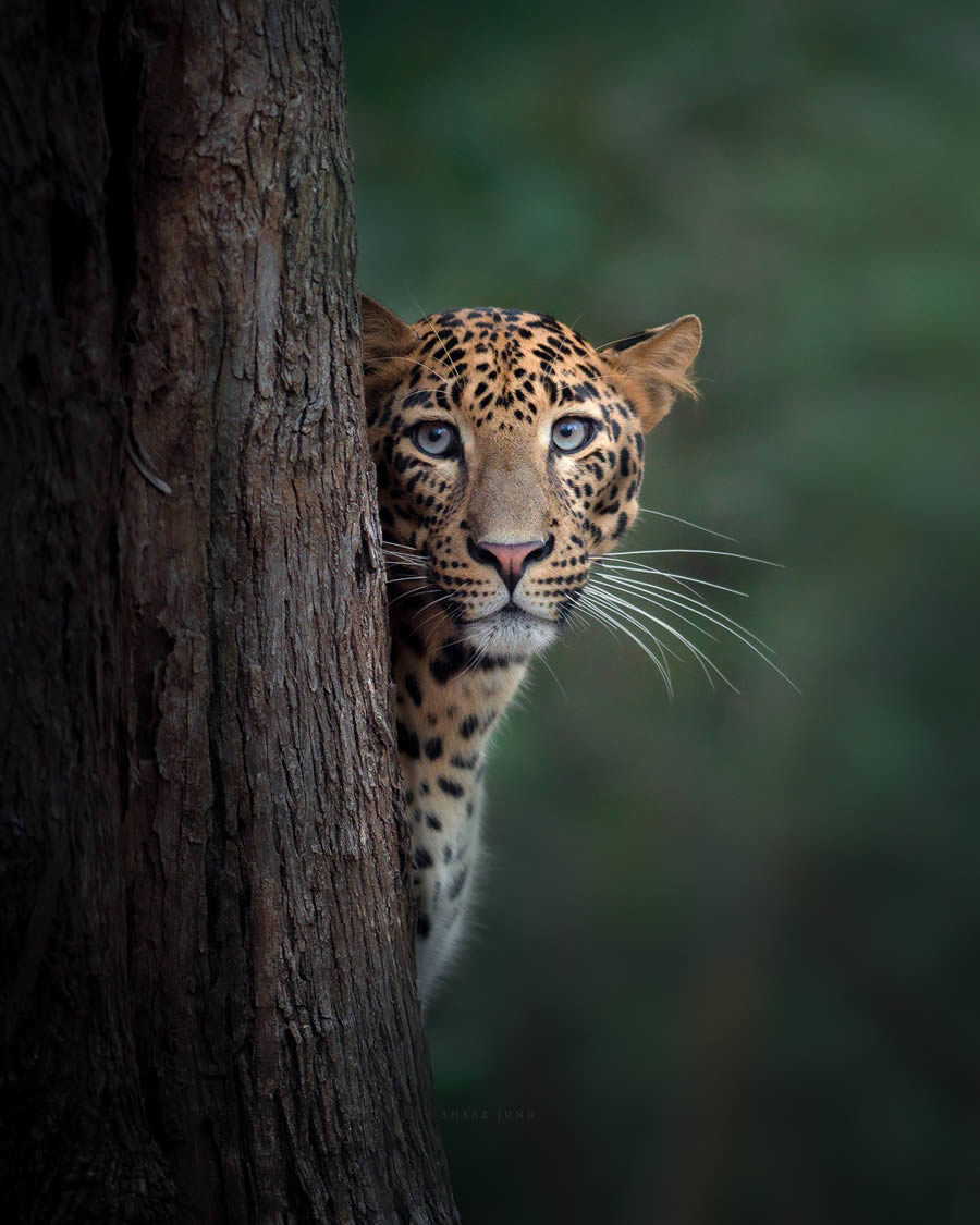 Best and Famous Indian Wildlife Photographers