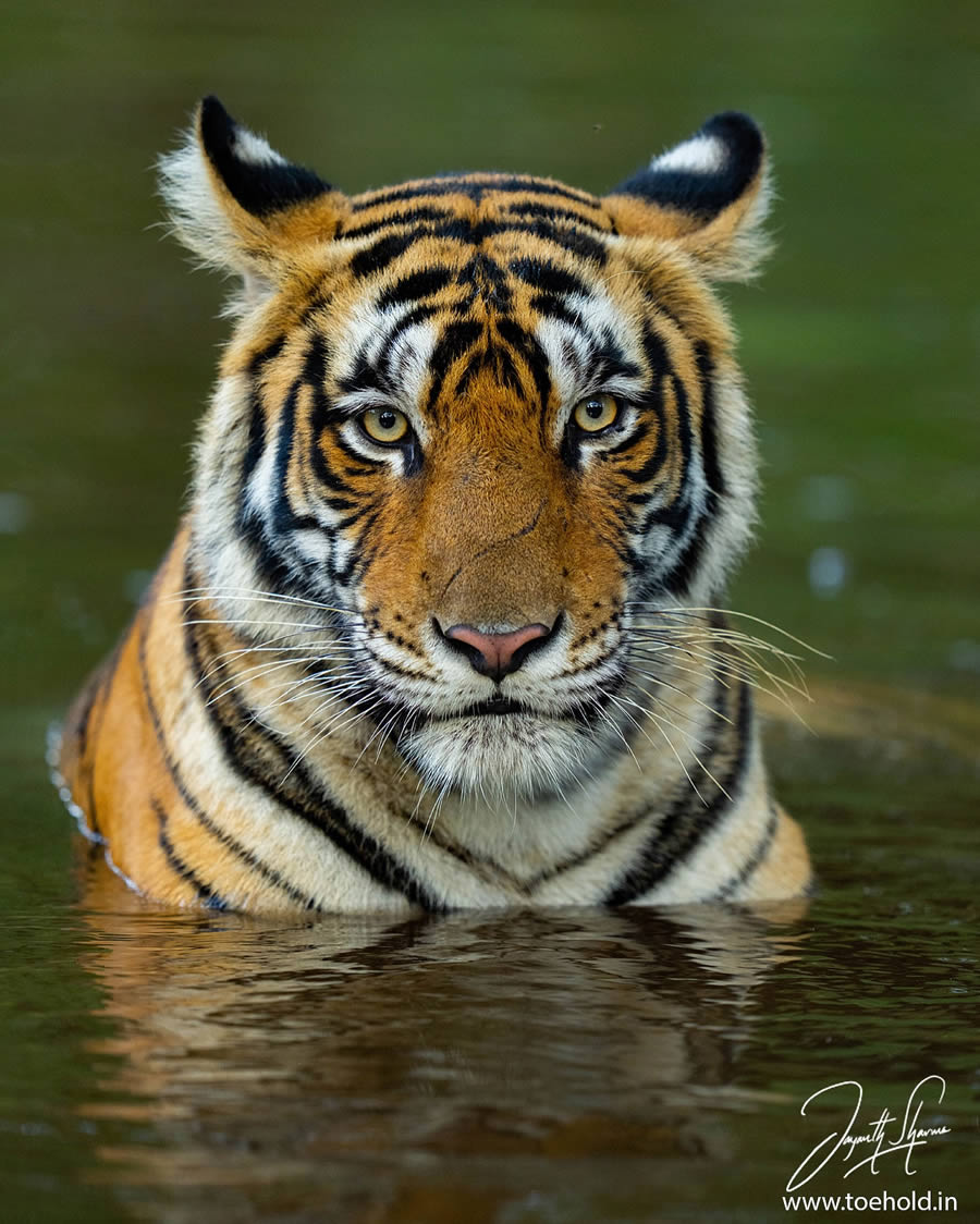 Best and Famous Indian Wildlife Photographers