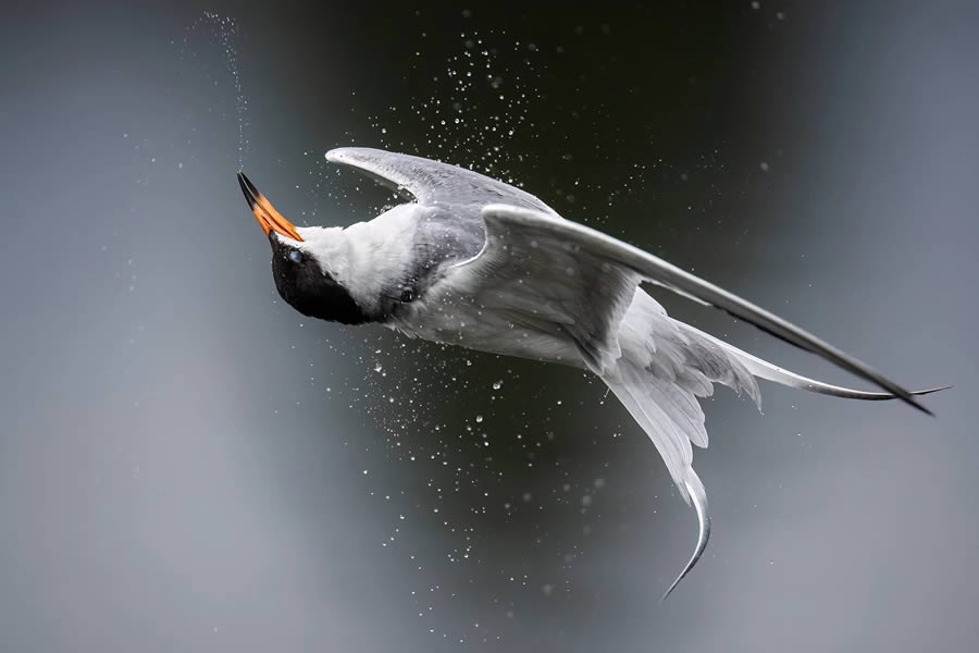 Audubon Bird Photography Awards Winners