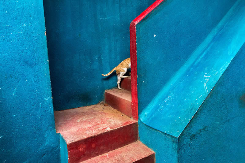 Cat and Blue - Street Photography and art of the composition